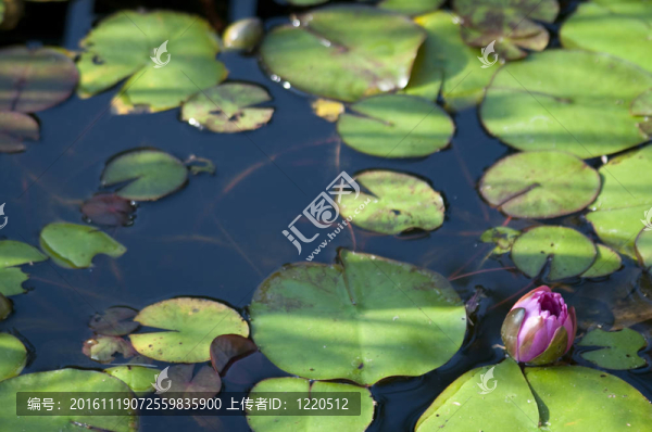 百合墊和紫色睡蓮花準備打開黎明。