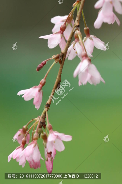 櫻花