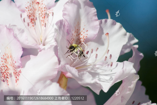忙碌的蜜蜂