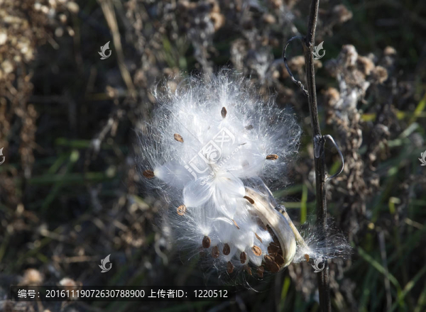 爆裂的乳草屬植物