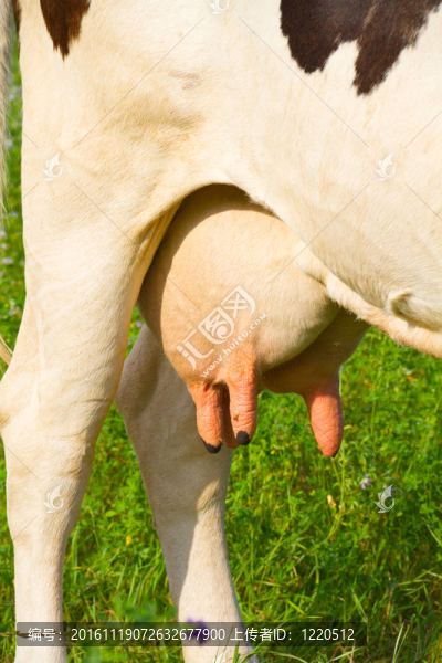 奶牛乳房