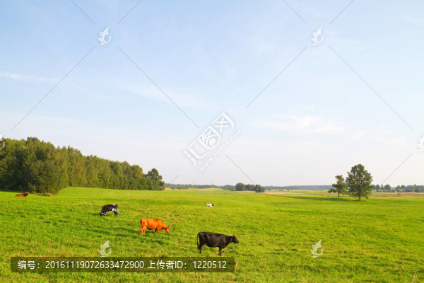 農(nóng)村景觀與奶牛