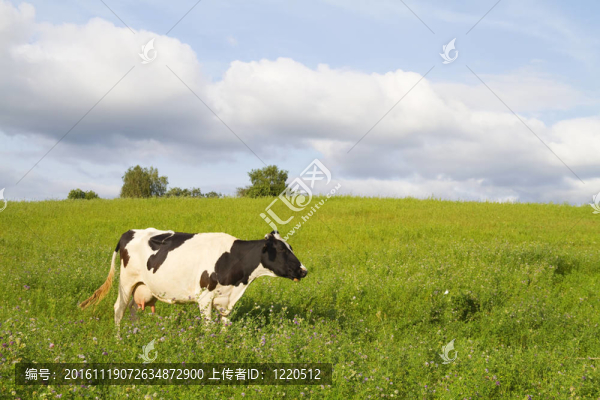 牛在草地上