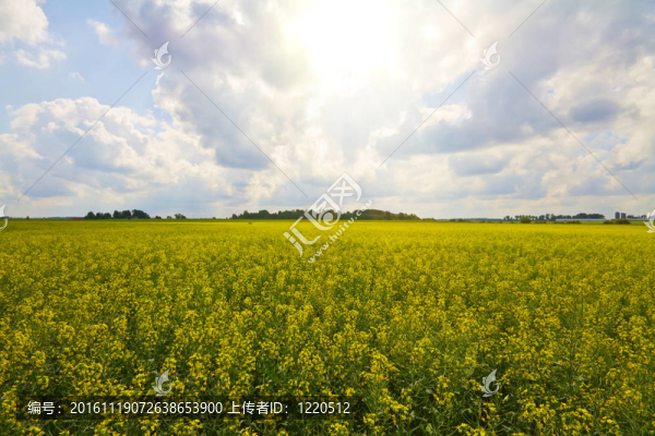 油菜田