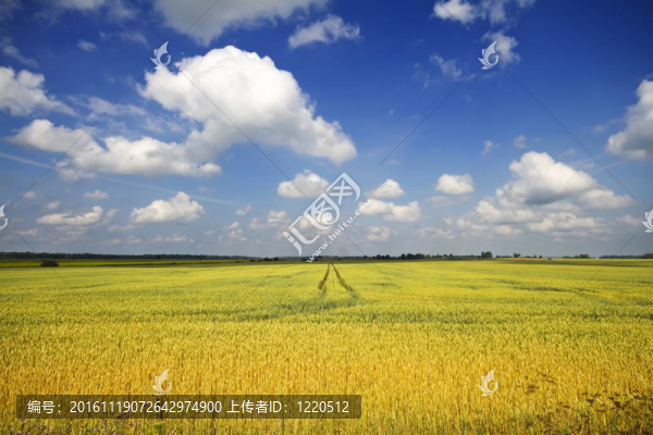 小麥田