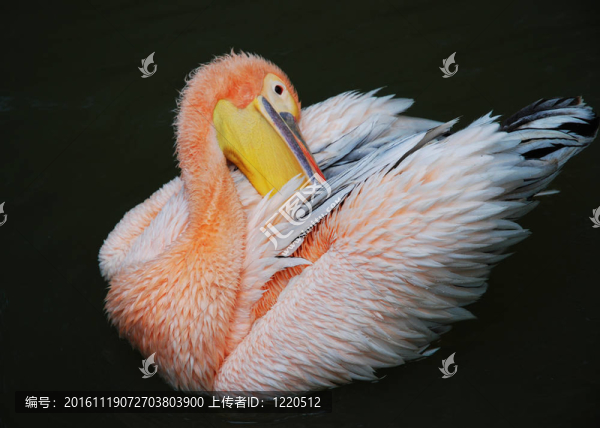 鵜鶘