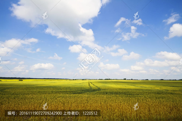 小麥田