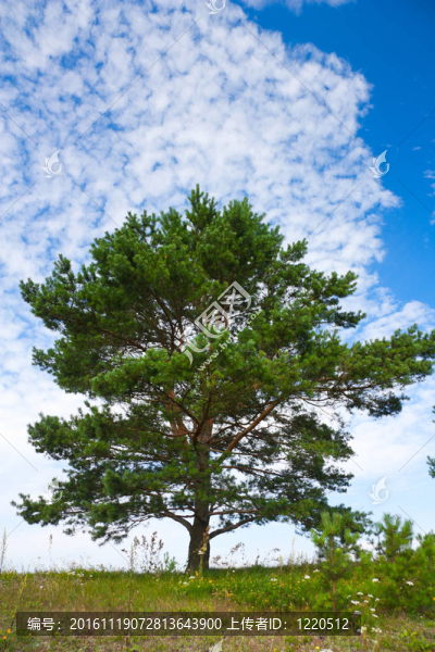 孤松-匯圖網(wǎng) www.fosd68.com 孤松