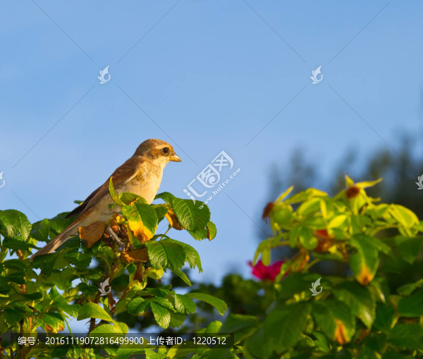 鳥在樹枝上