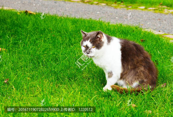綠色的草地上的貓