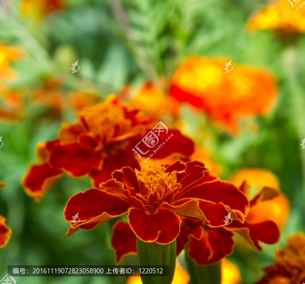 金盞花