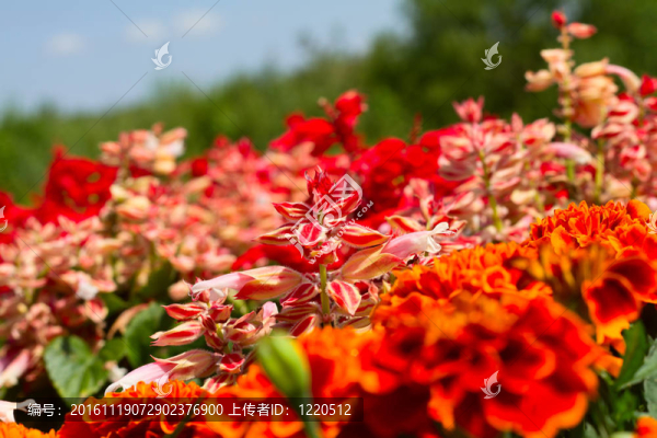 花園里的紅色花