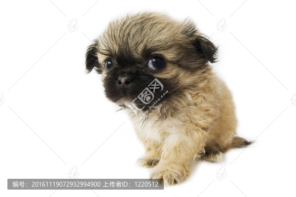 獅子狗小狗