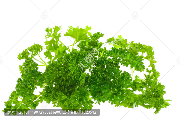 香菜；分離