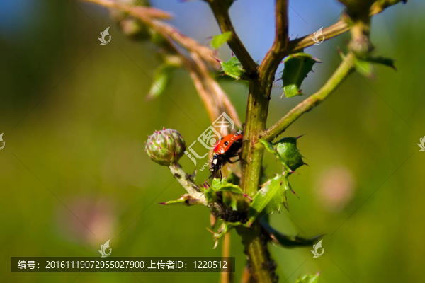 小瓢蟲