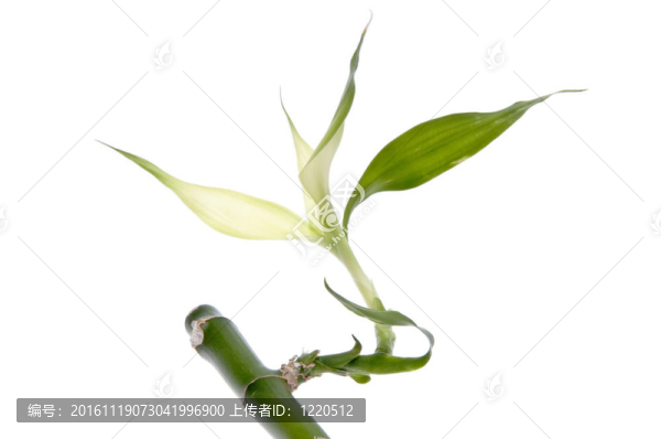 新竹葉生長