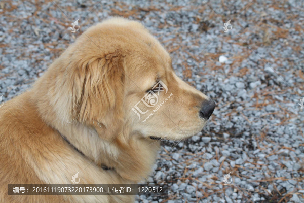 狗；Light,Brown