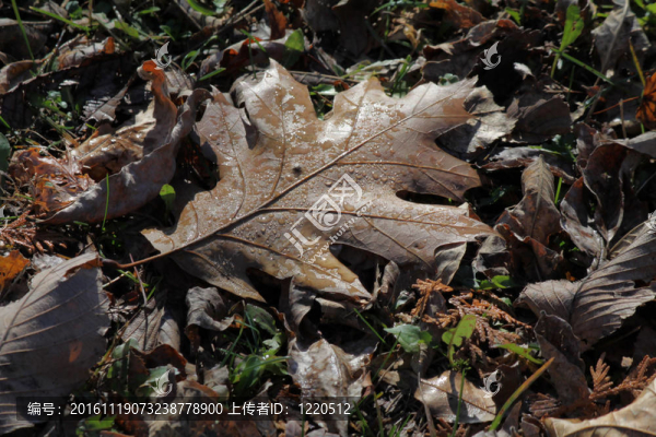 橡樹葉（秋季）
