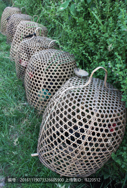 籠養(yǎng)雞-匯圖網(wǎng) www.fosd68.com 籠養(yǎng)雞