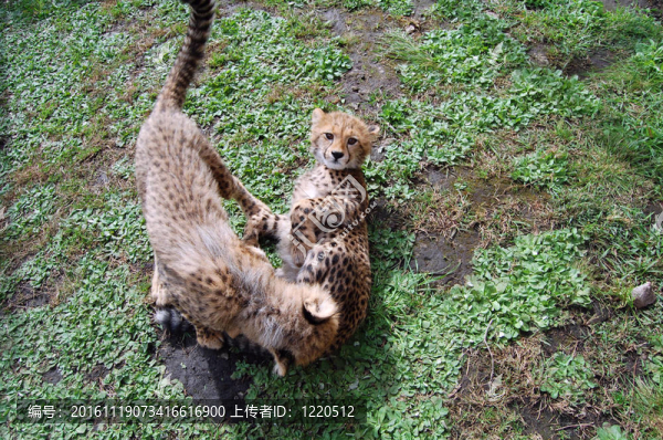 獵豹幼崽