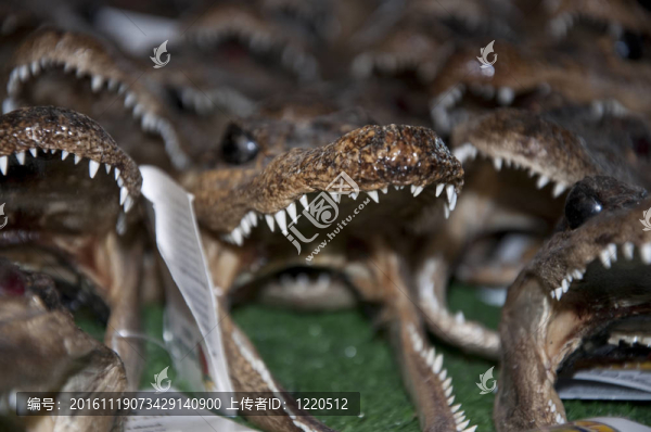 紀(jì)念干鱷魚(yú)頭