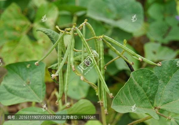 綠豆植物,綠豆生長(zhǎng)