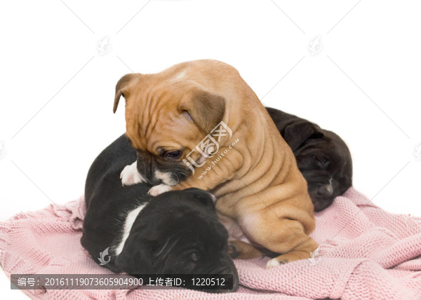 可愛(ài)的斯塔福德郡牛頭梗幼犬在粉紅色球衣