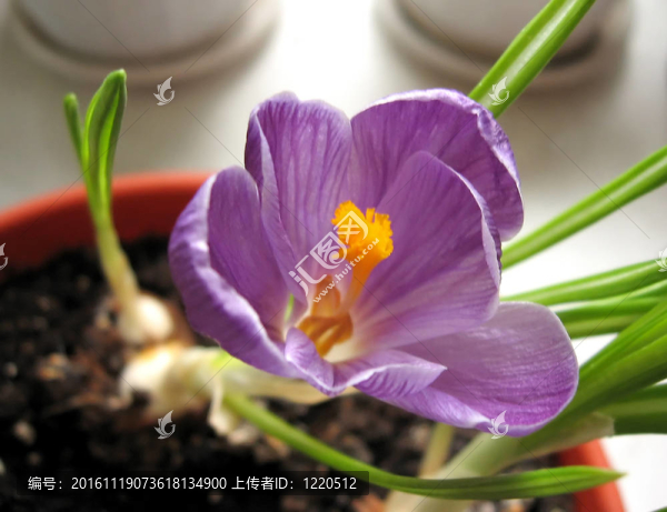 丁香花的番紅花