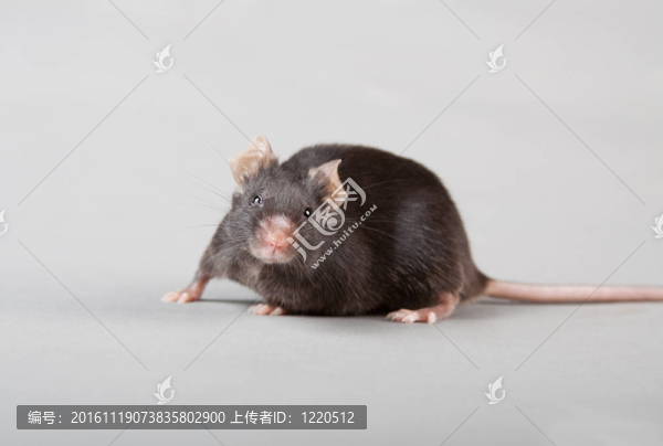 實(shí)驗(yàn)室的老鼠