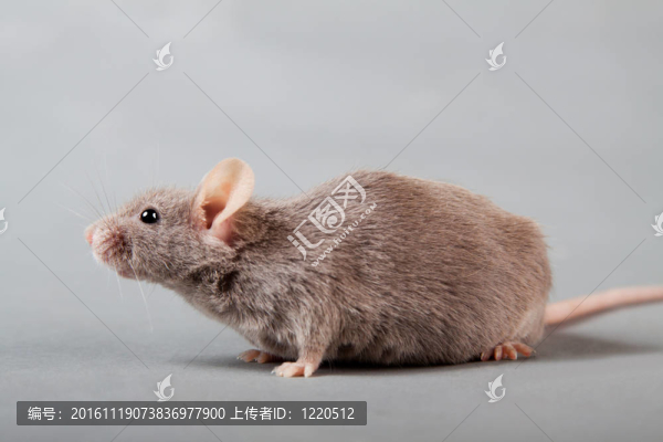 實驗室的老鼠