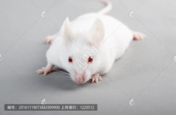 實(shí)驗(yàn)室的老鼠