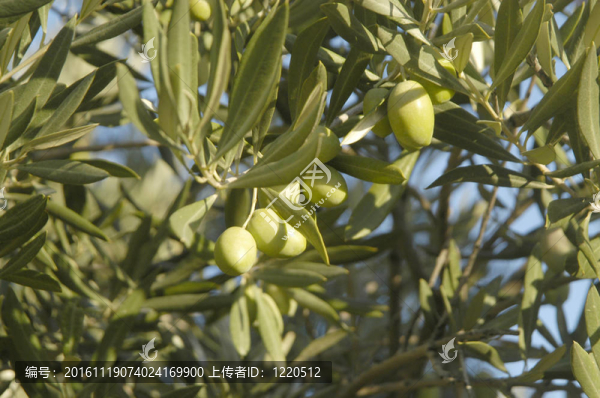 aceitunas,Verdes
