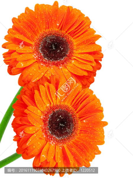 Gerber的花-匯圖網(wǎng) www.fosd68.com Gerber的花