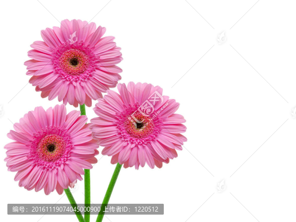 Gerber的花