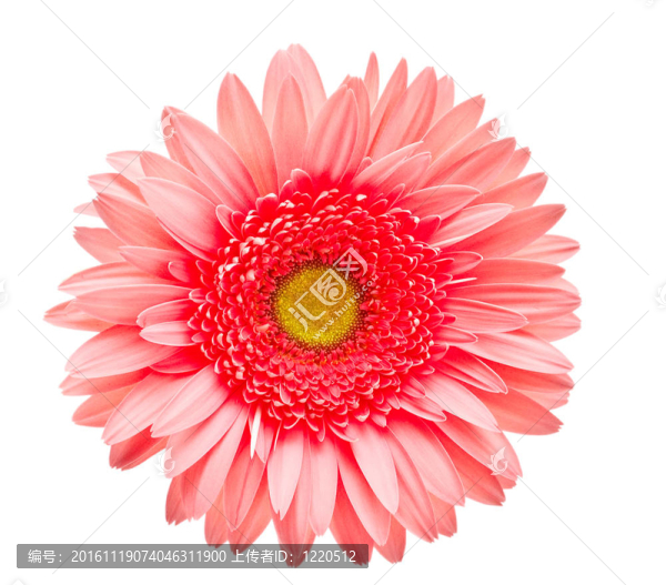 Gerber的花