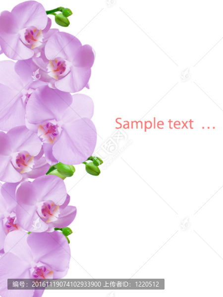 蘭花