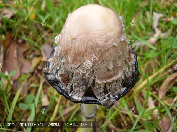毛茸茸的墨盒蓋菇