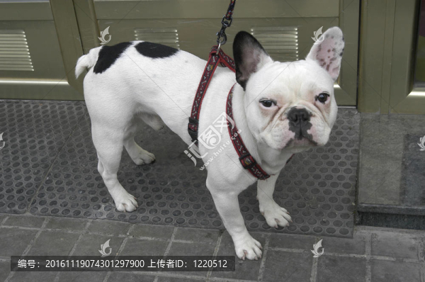 法國斗牛犬
