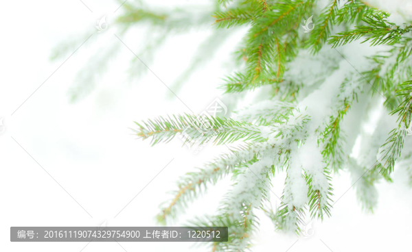 有雪的松樹