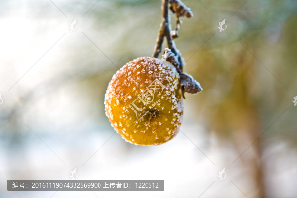 冬季凍蘋果在樹上