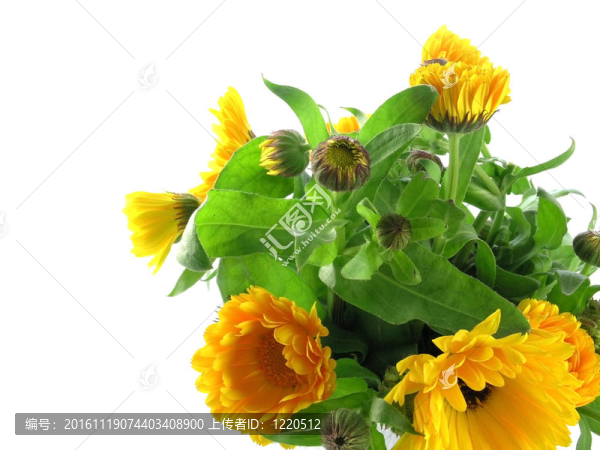 金盞花