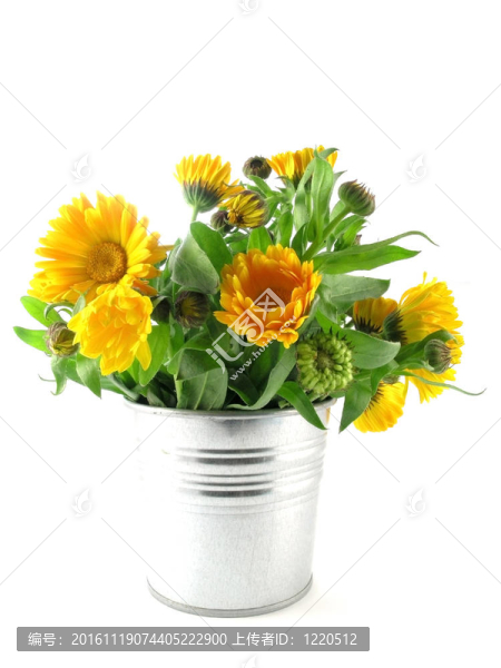 金盞花-匯圖網(wǎng) www.fosd68.com 金盞花