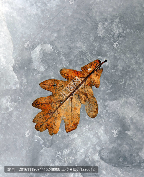 雪中的橡樹葉