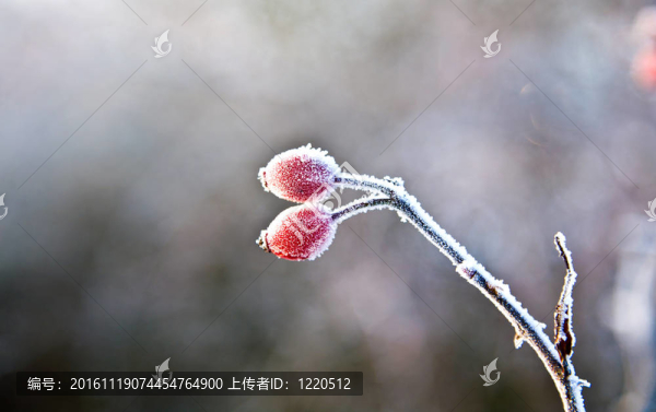 冬季紅玫瑰與冰的關系