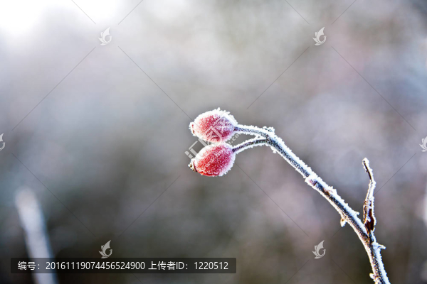 冬季紅玫瑰與冰的關(guān)系