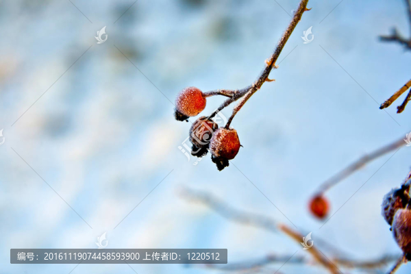 冬季紅玫瑰與冰的關(guān)系