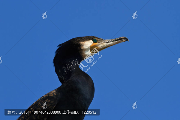 鸕鶿（Phalacrocorax,carbo）