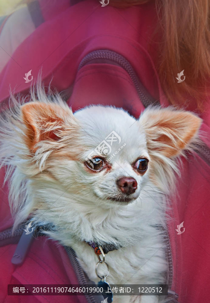 長(zhǎng)發(fā)白色奇瓦瓦狗背包