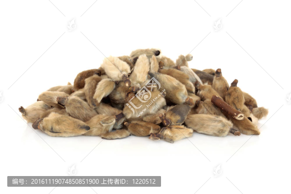 玉蘭的花蕾