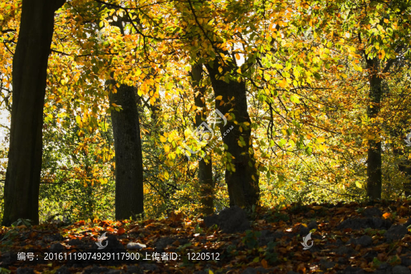 逆光透過樹木在秋天